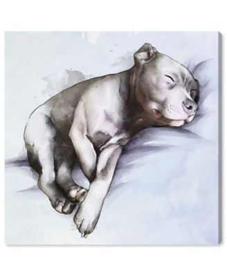 Sleeping Pitbull Canvas Art - 16" x 16" x 1.5"