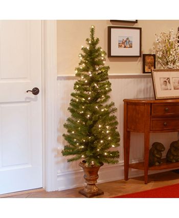 National Tree Company - 5' Montclair Spruce Entrance Tree in 12" Black/Gold Plastic Pot with 100 Clear Lights