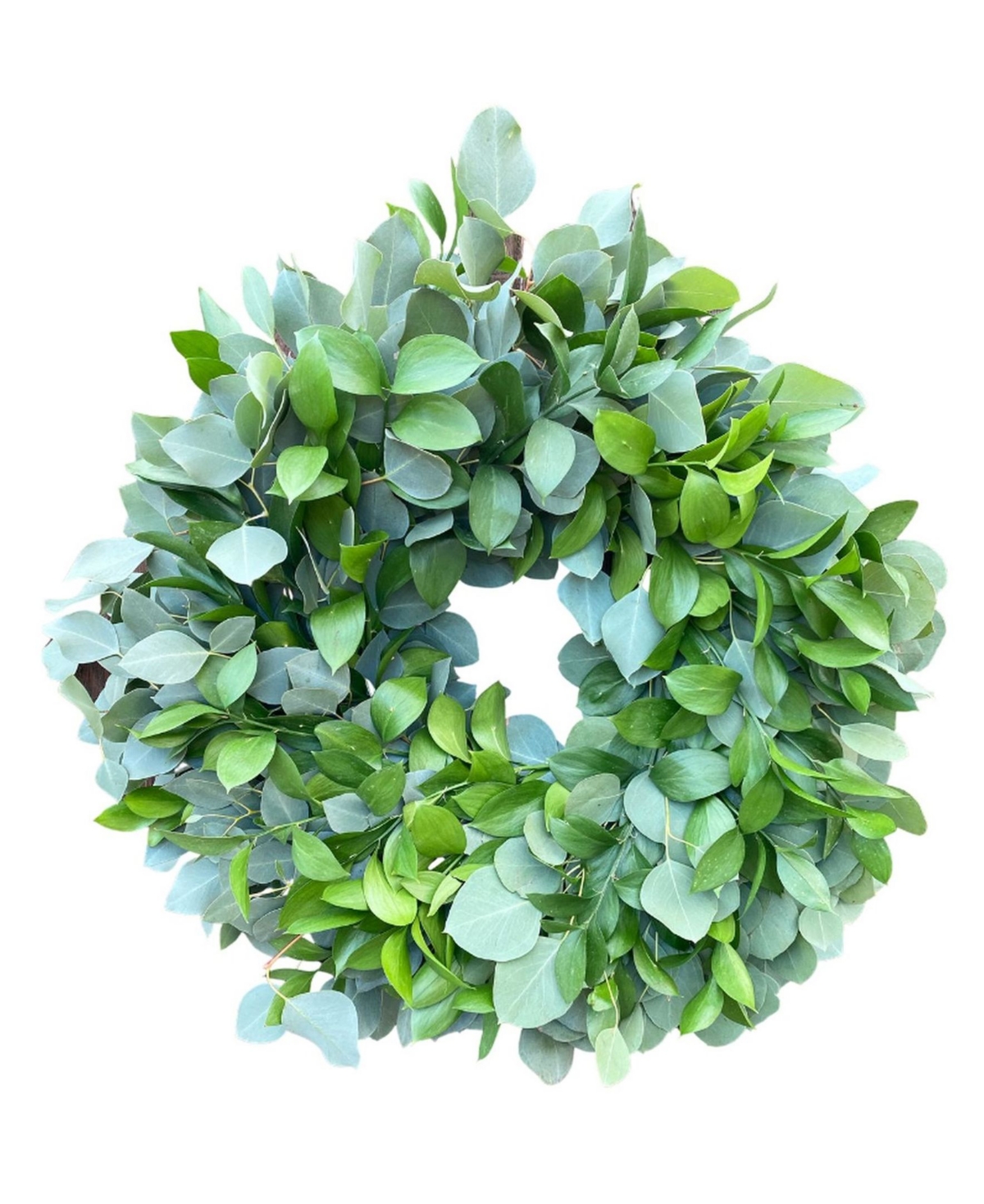 Fresh Dollar Eucalyptus and Ruscus Wreath, 20" - Green