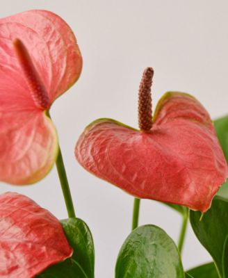 Pink Anthurium Live Plant, 4" Pot