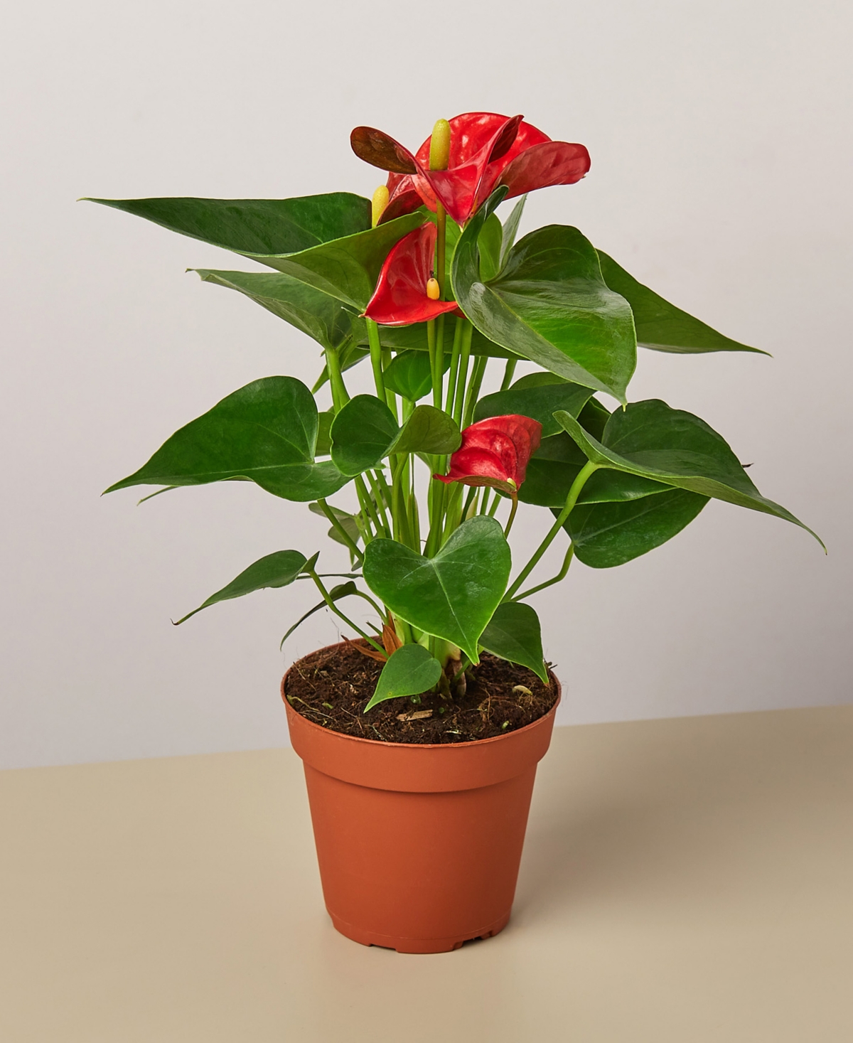 Red Anthurium Live Plant, 4" Pot