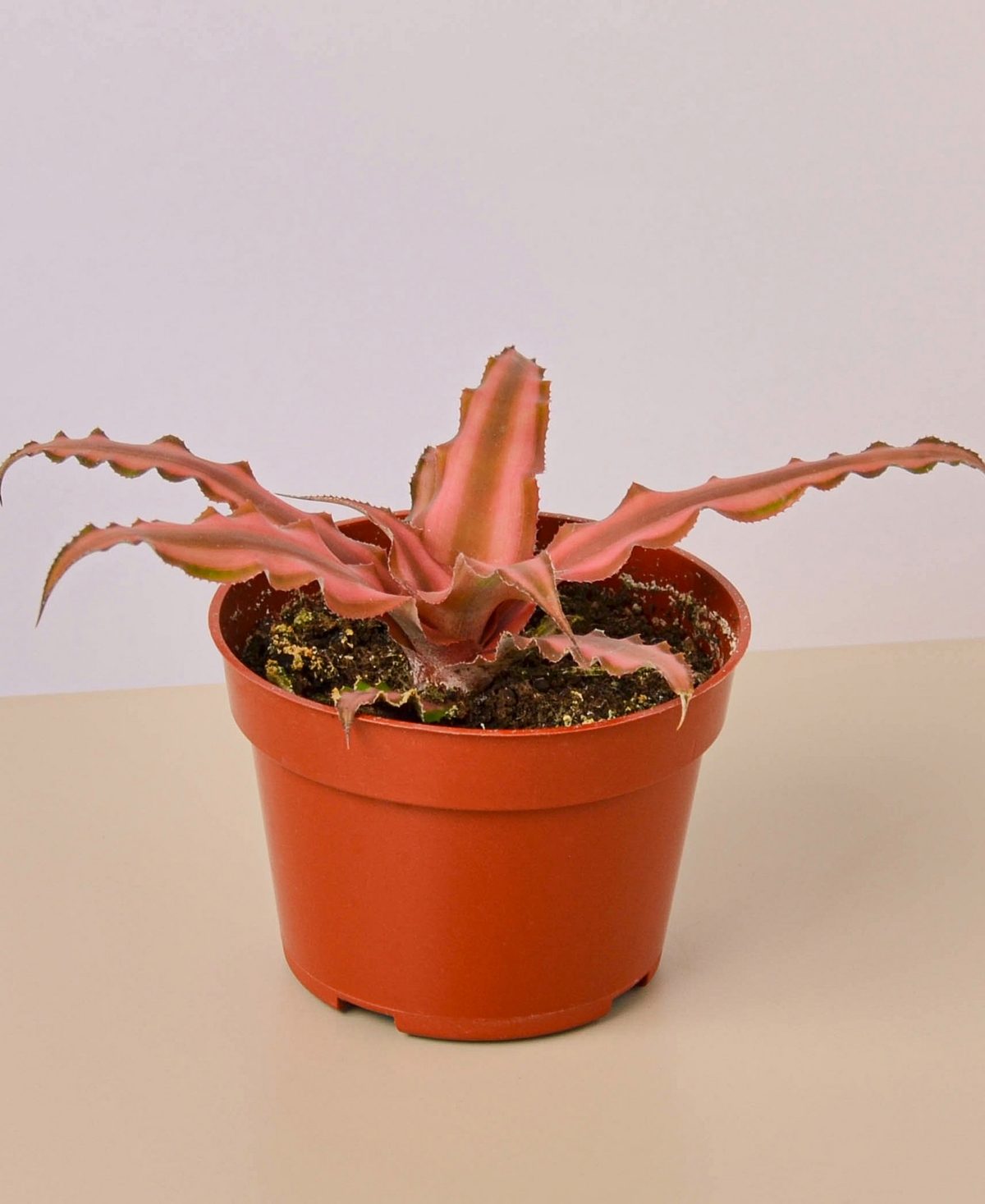 Cryptanthus 'Pink Star' Live Plant, 4" Pot