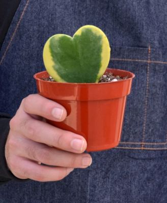 Hoya Sweetheart Variegated Live Plant, 4" Pot