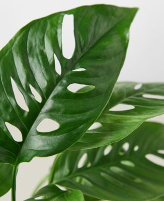 Monstera Adansonii "Swiss Cheese" Live Plant, 4" Pot