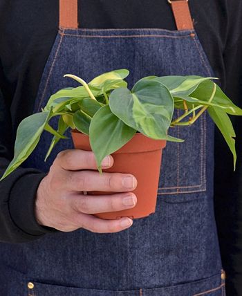 House Plant Shop - 