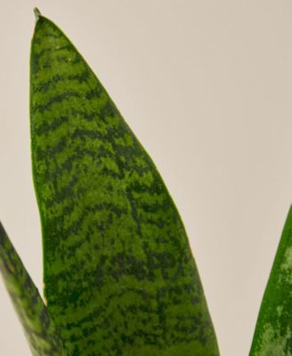 Snake Zeylanica Live Plant, 4" Pot