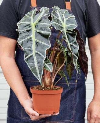 Alocasia Polly 'African Mask' Live Plant, 6" Pot