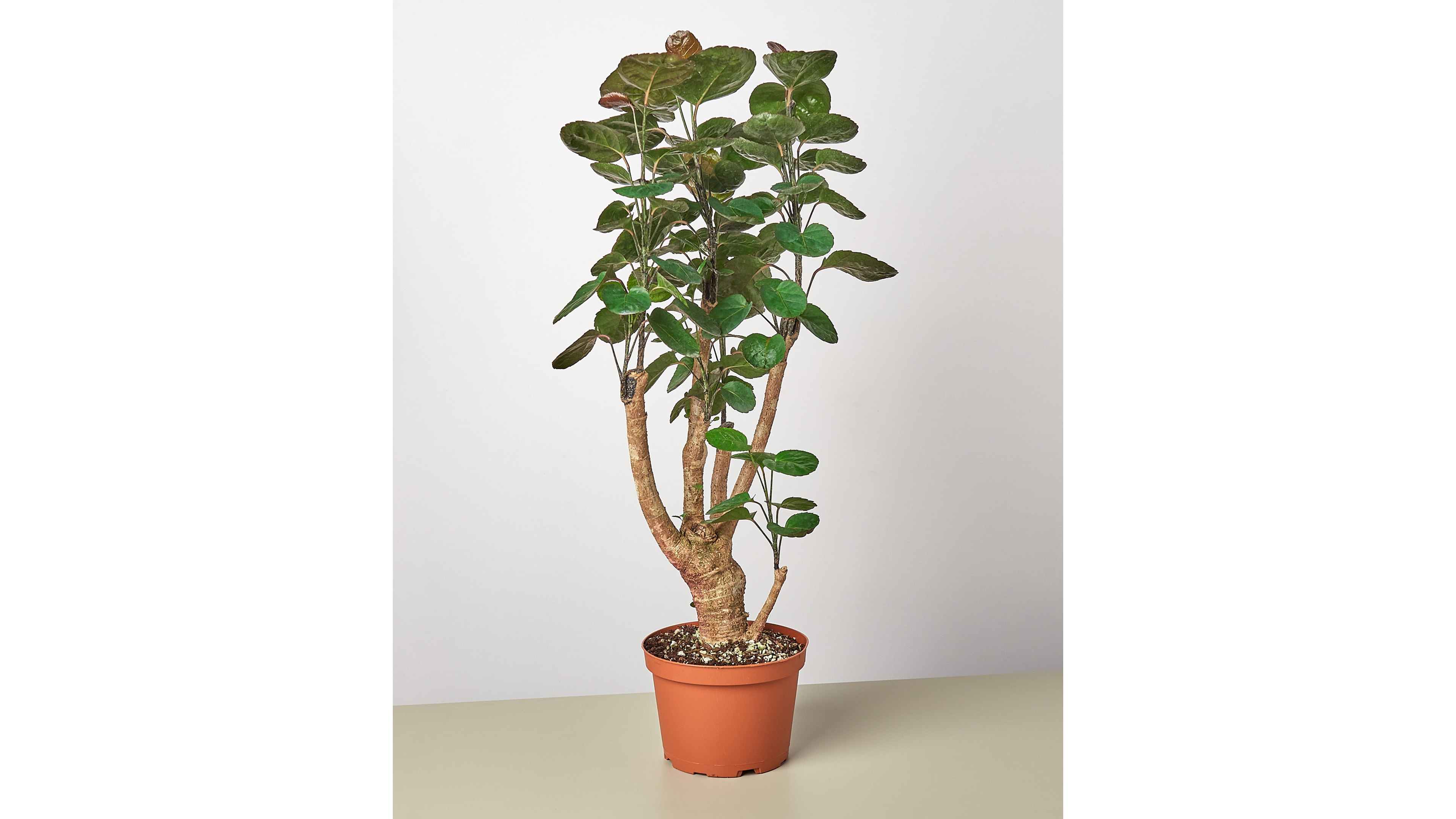 Aralia Fabian Stump 'Polyscias Scutellaria' Live Plant, 6" Pot