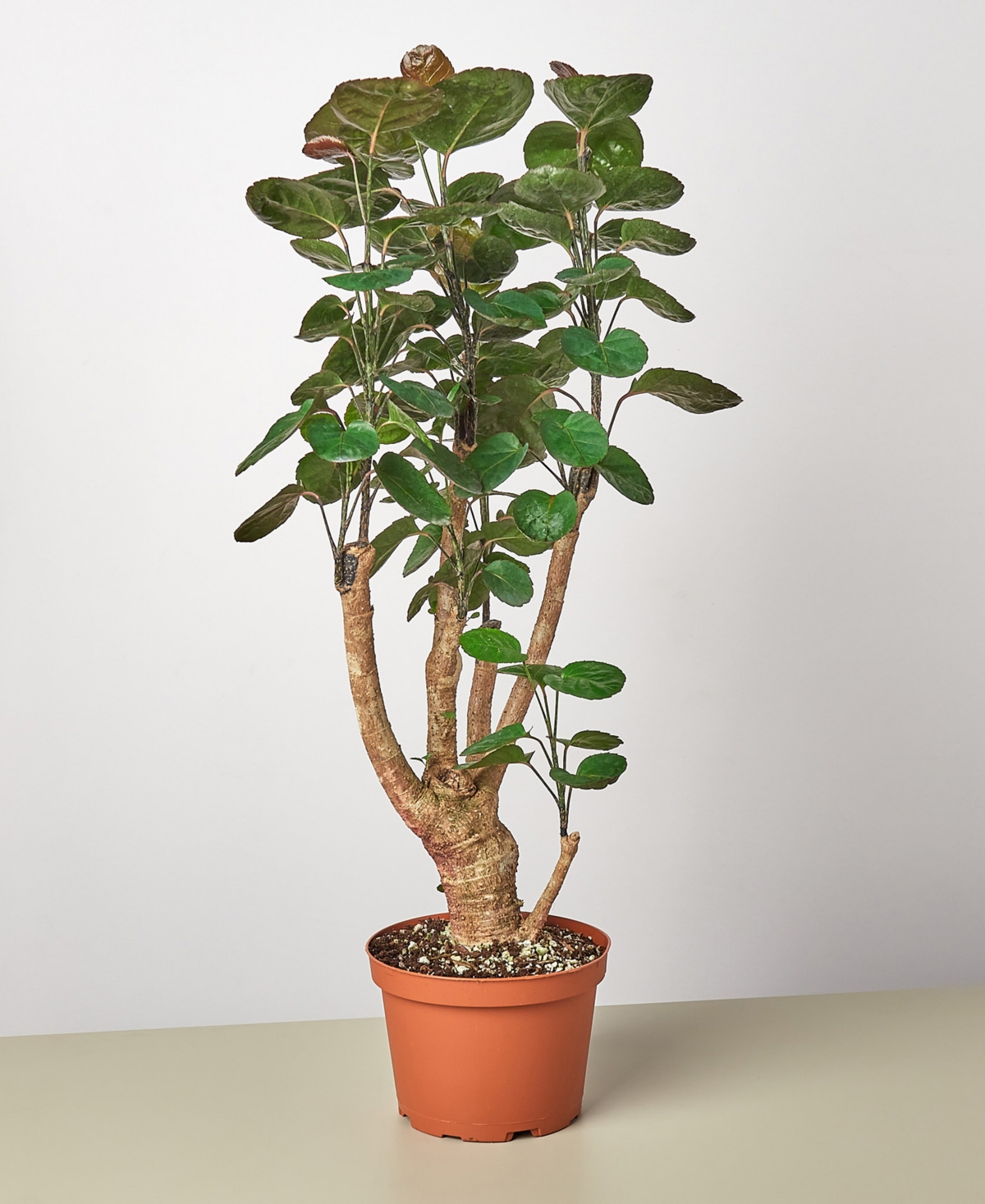 Aralia Fabian Stump 'Polyscias Scutellaria' Live Plant, 6" Pot