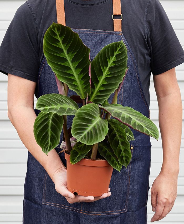 House Plant Shop Calathea 'Warscewiczii' Live Plant, 6" Pot Macy's