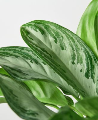 Chinese Evergreen 'Silver Bay' Live Plant, 6" Pot