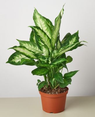 Dieffenbachia Camille Live Plant, 6