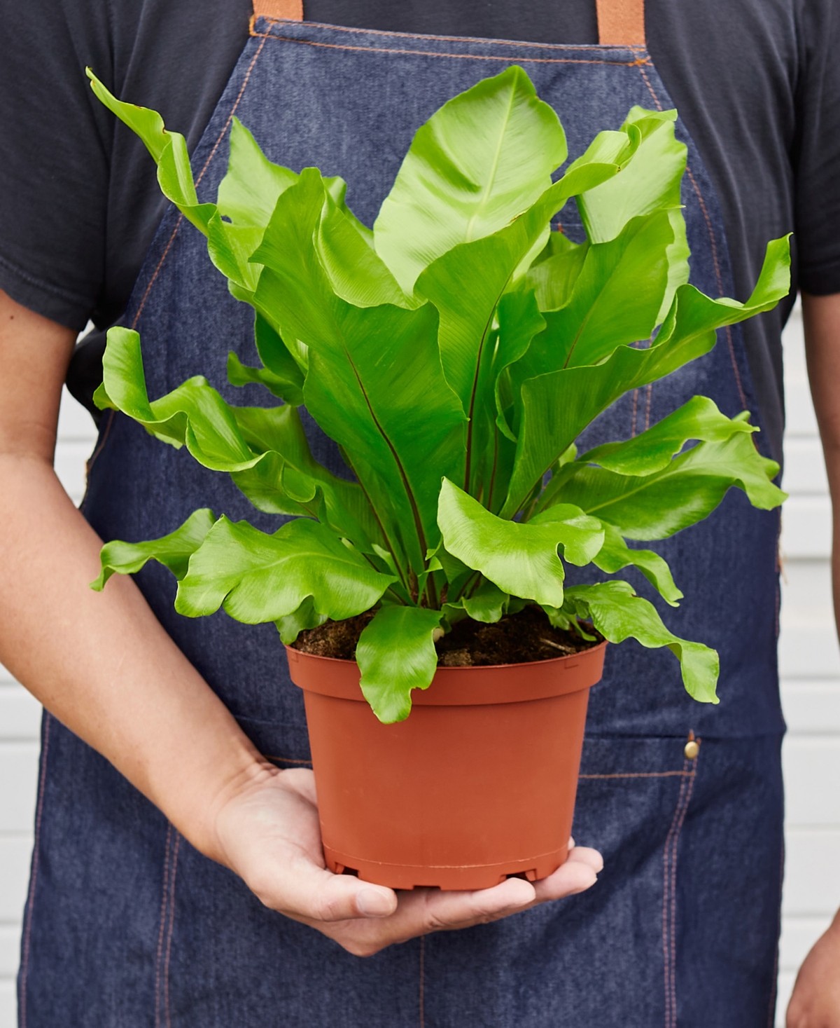 House Plant Shop Bird's Nest 'nidus' Fern Live Plant, 6" Pot In No Color