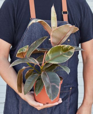 Ficus Ruby Pink 'Elastica' Live Plant, 6" Pot