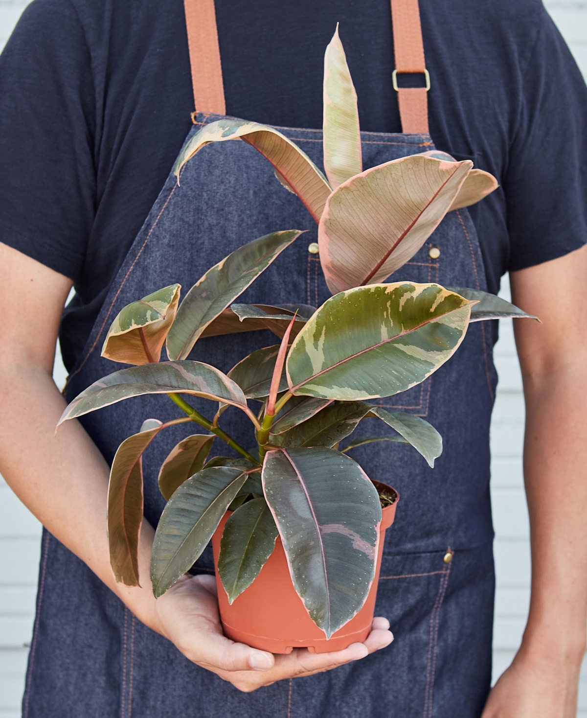 House Plant Shop Ficus Ruby Pink 'elastica' Live Plant, 6" Pot In No Color
