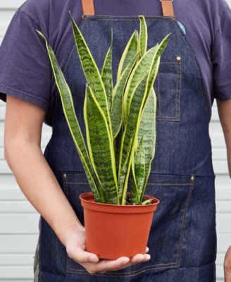 Snake Laurentii Live Plant, 6" Pot