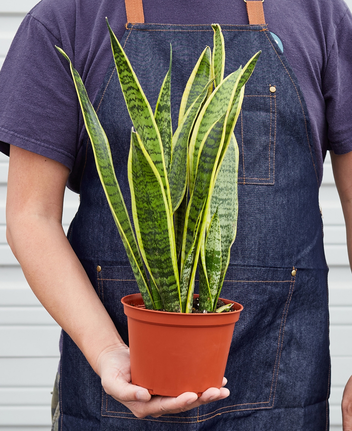 House Plant Shop Snake Laurentii Live Plant, 6" Pot In No Color