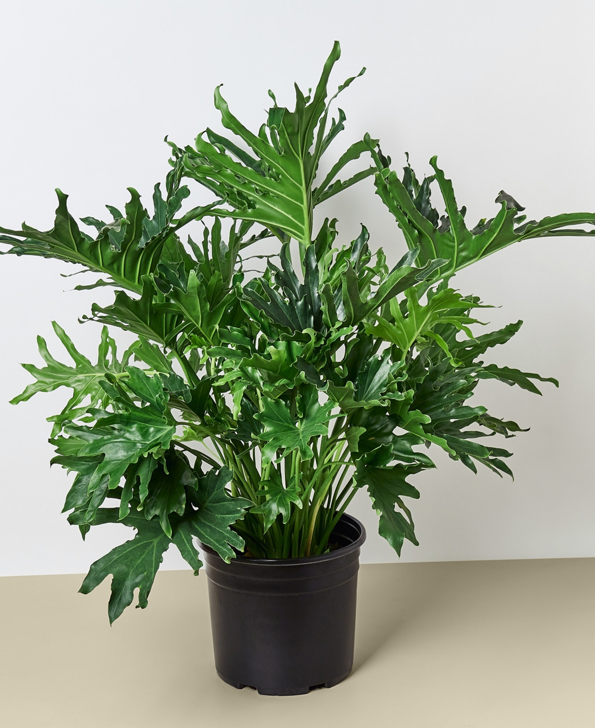 Philodendron 'Lickety Split' Live Plant, 8" Pot