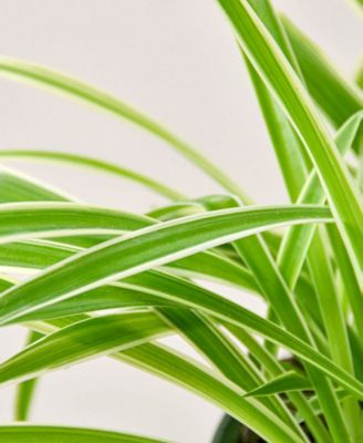 Spider Reverse Live Plant, 6" Pot