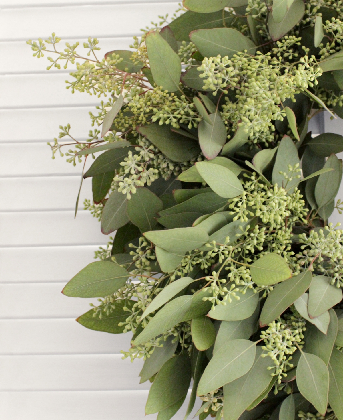 MAGNOLIA SUPPLY CO FRESH SEEDED EUCALYPTUS WREATH, 20" 