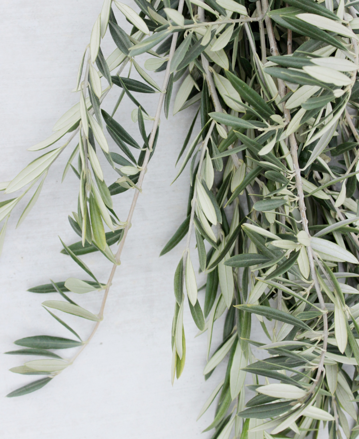 Magnolia Supply Co Fresh Olive Bundle In No Color
