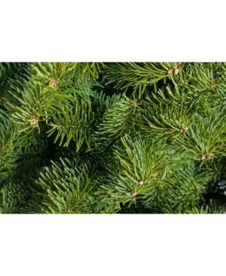 Fresh Cut Noble Fir Table Top Christmas Tree, 2'-3'