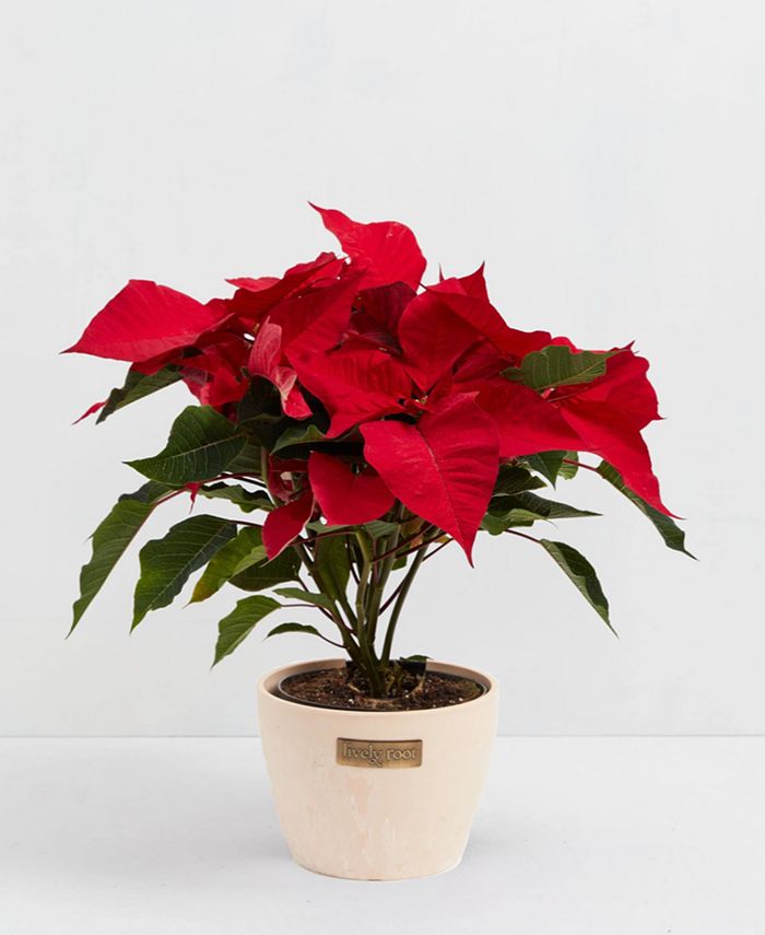 Lively Root Poinsettia Holiday Live Plant, 6" Macadamia Eco Pot Macy's