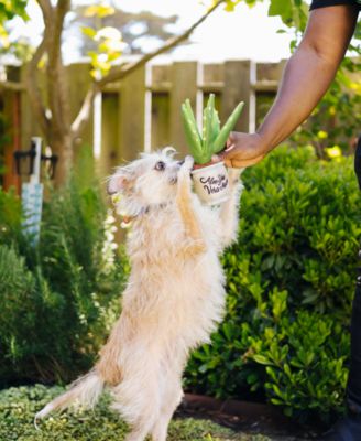 Blooming Buddies Collection: Aloe-ve You Plant