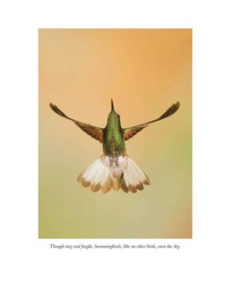 The Hummingbirds' Gift - Wonder, Beauty, and Renewal on Wings by Sy Montgomery