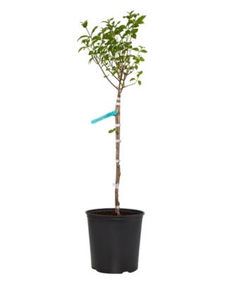 National Plant Network