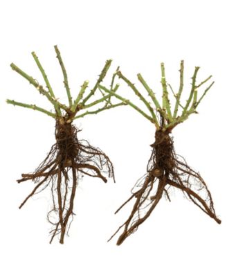 National Plant Network
