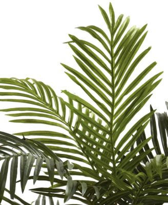 5' Golden Cane Palm Tree