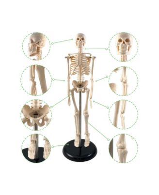 Human Skeleton Model with Key, 10.5"