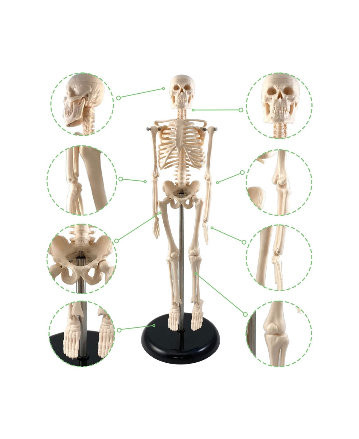 Supertek Human Skeleton Model With Key, 10.5" In White