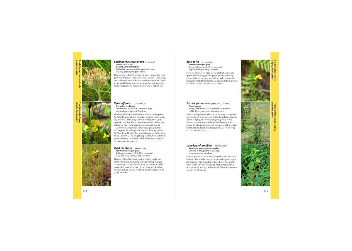 Wildflowers of New England by Ted Elliman