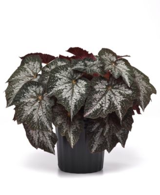 National Plant Network