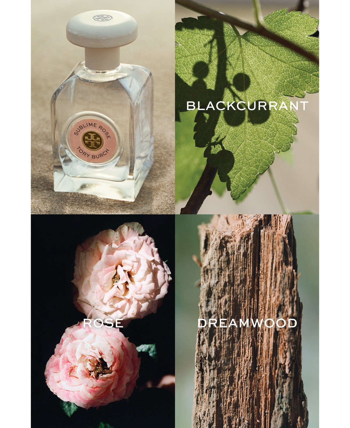 Tory burch rose perfume new arrivals