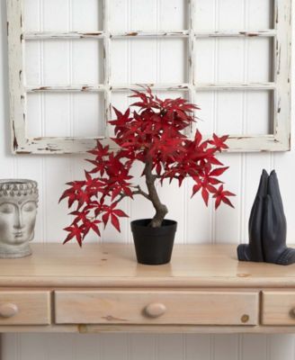 Autumn Maple Bonsai, 20"