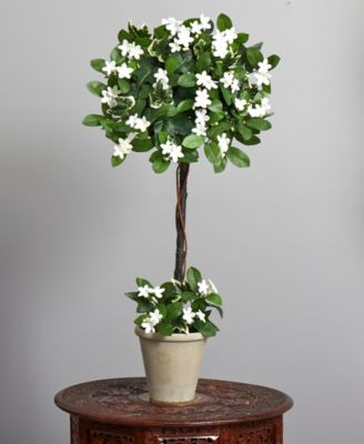 3' Stephanotis Topiary w/ Planter
