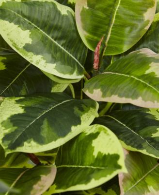 Artificial Rubber Plant in Glossy Cylinder - Real Touch