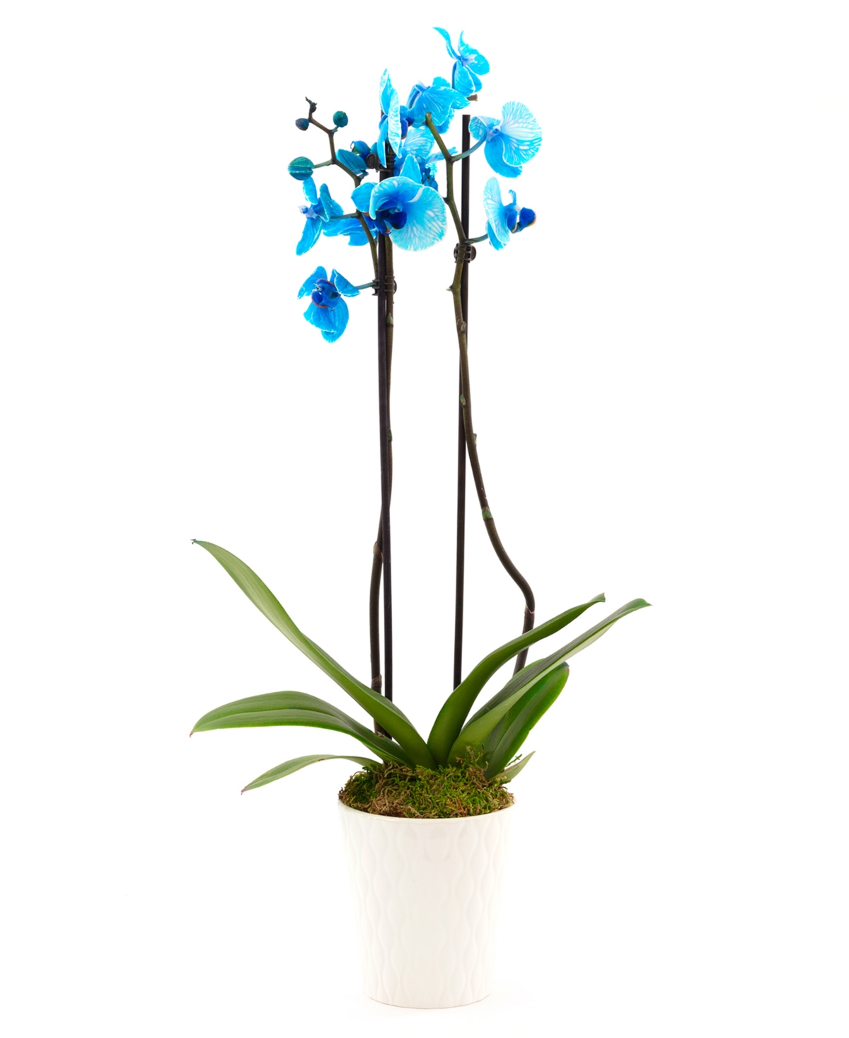 Blue Orchid Live Plant