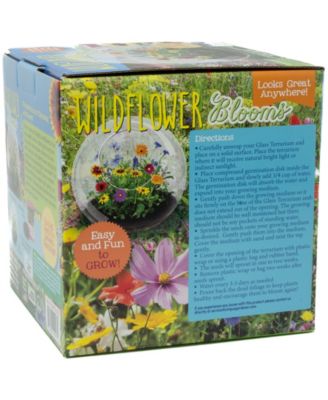 Unique Gardener Glass Terrarium Wildflower Blooms Plant Kit