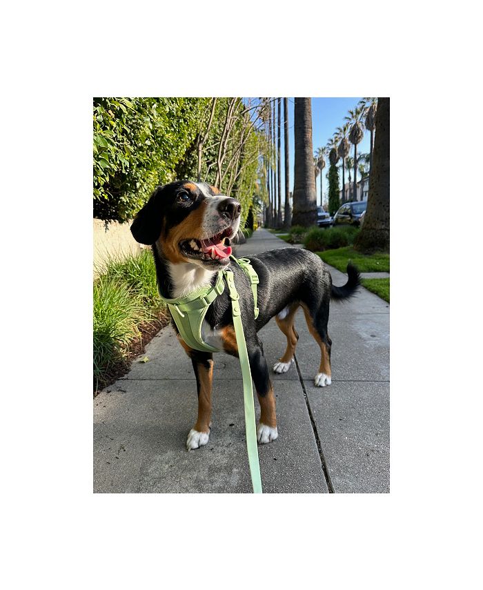 Come Here Buddy Mint Dog Harness Macy's