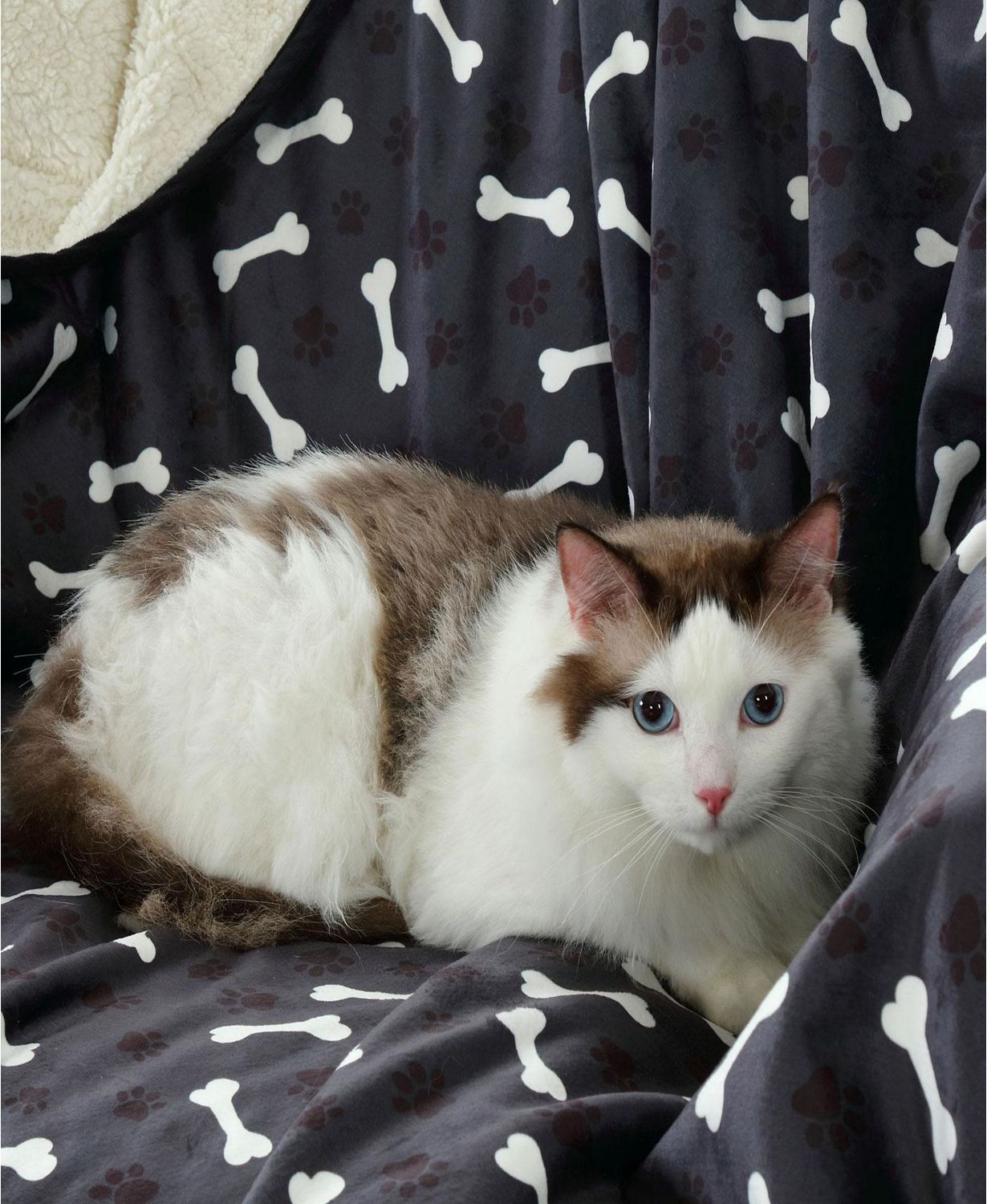 Advanced Water Resistant Pets Print Comfort Throw, 50" x 80"