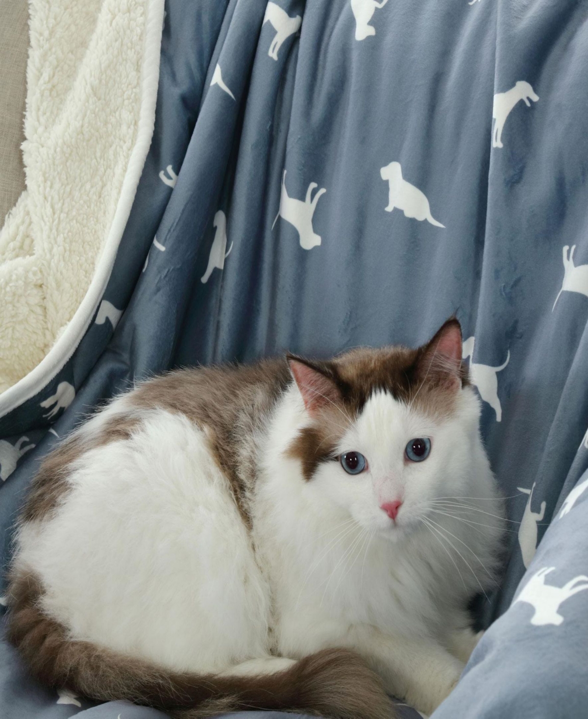 Happycare Textiles Advanced Water Resistant Pets Print Comfort Throw, 50