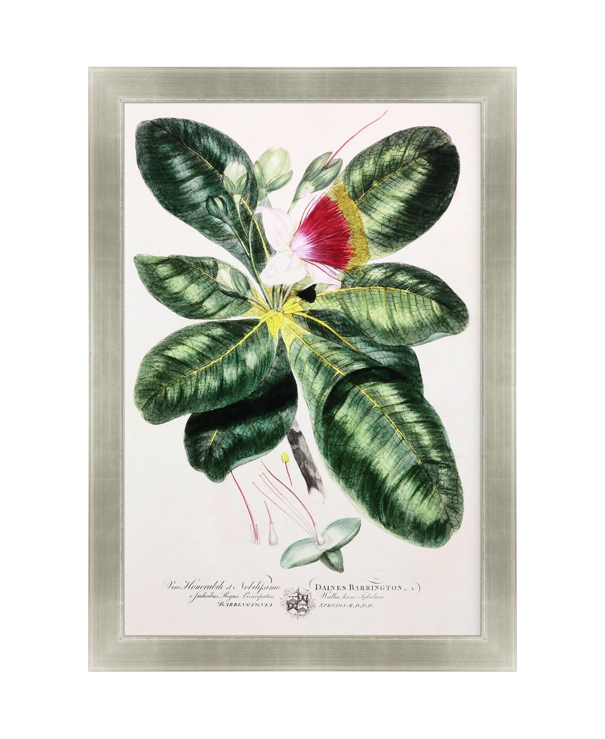 Paragon Picture Gallery Imperial Tropical I Framed Art In Green