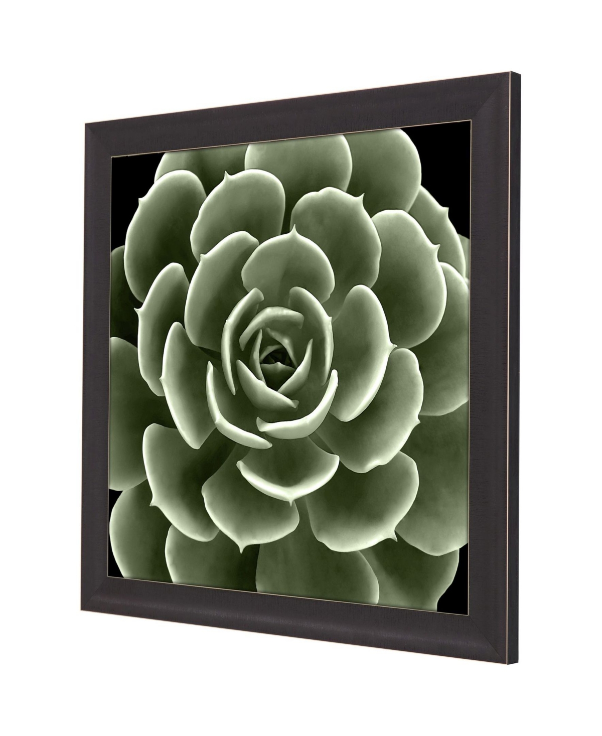 Shop Paragon Picture Gallery Green Succulent Iv Framed Art