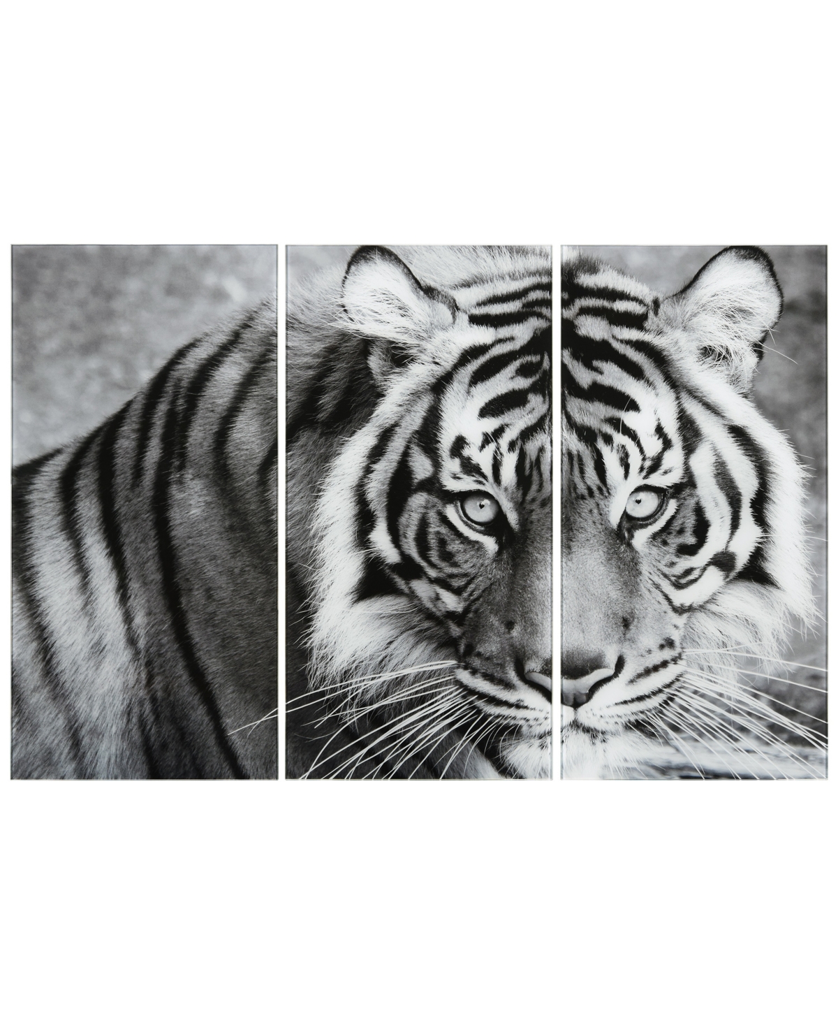 Empire Art Direct "tiger Abc" Frameless Free Floating Tempered Glass Panel Graphic Wall Art Set Of 3, 72" X 36" X 0.2" In Gray