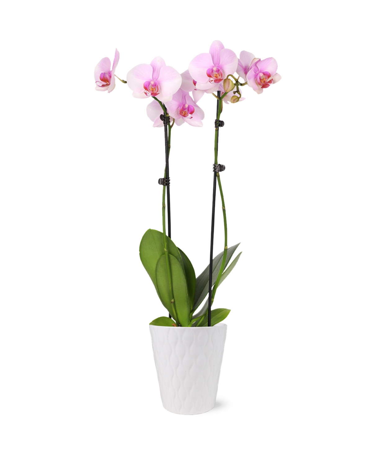 Paris Flowers Orchid Live Plant