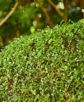 38.5' Set of 2 Solar String Light with 100 Lights